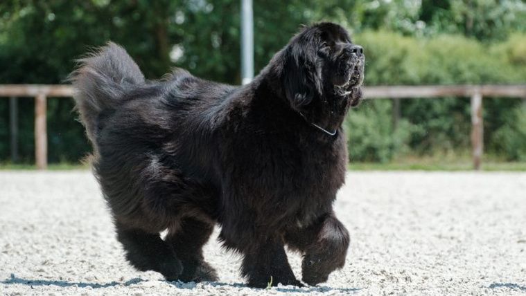 Nem hisszük el,  hol relaxált ez a hatalmas újfundlandi