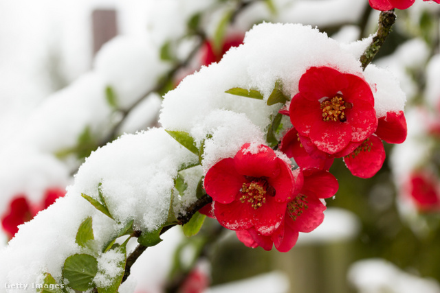 A tavaszi havazás komoly károkat okozhat a gyümölcsösökben