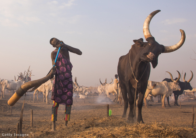 A dél-szudáni törzsek élete a szarvasmarhák köré épül
