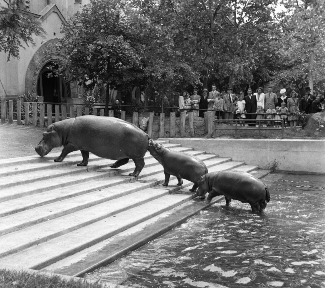 Vízilovak az Állatkertben, 1940