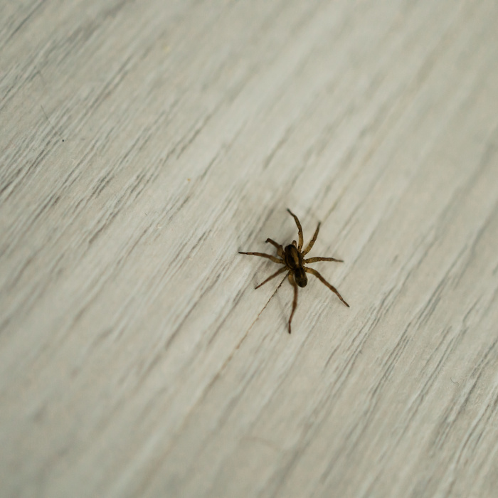 Ez történik a pókokkal, ha kidobja őket a lakásból