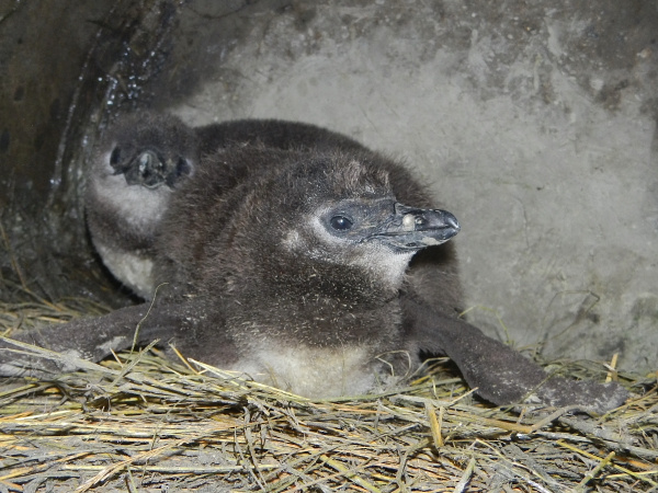 20140226 pingvinfioka