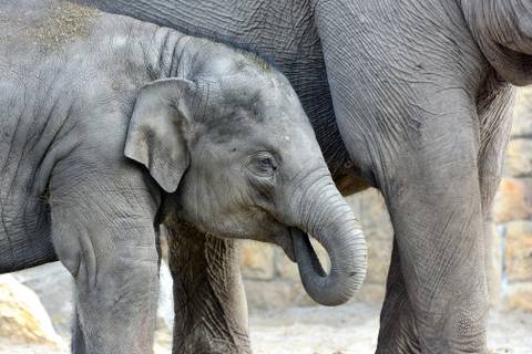 Hároméves lett Samu, a kiselefánt – Mi is elmehetünk a szülinapi zsúrjára