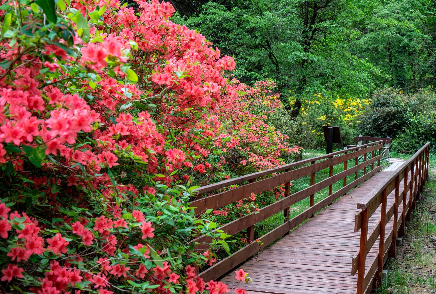 A Jeli Arborétum, azaz a Varázskert mámorítóan szép májusban, amikor a színpompás rododendronok virágzanak az ösvény mentén.
