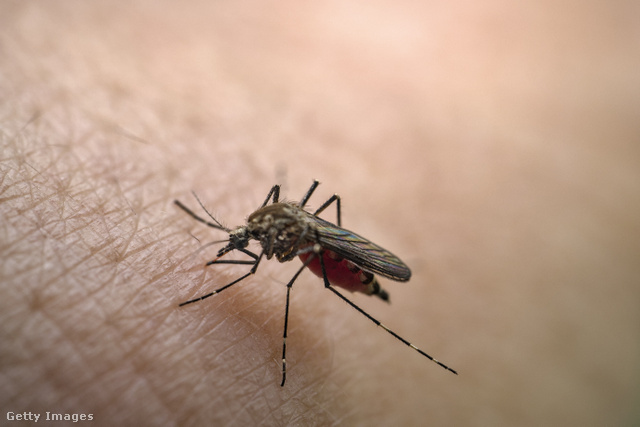 Dengue-lázzal és maláriával is megfertőzhetnek a hazánkba betelepült szúnyogok