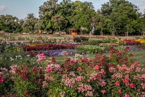 Új fesztivál várja a növények szerelmeseit a virágzó Budatétényi Rózsakertben