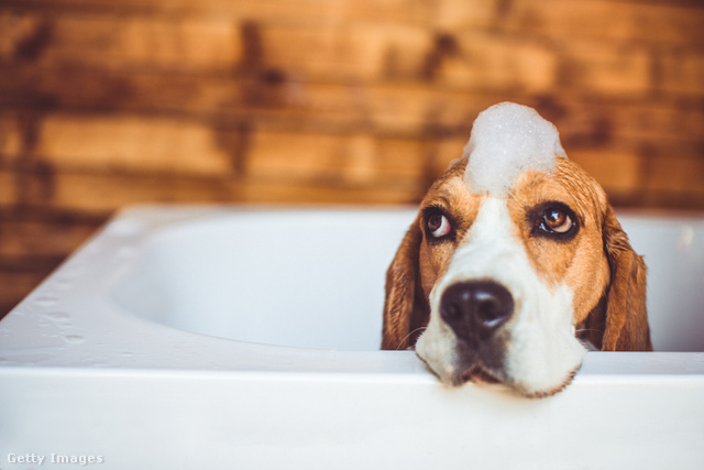 A mosogatószer kiszáríthatja a kutya bőrét és szőrzetét