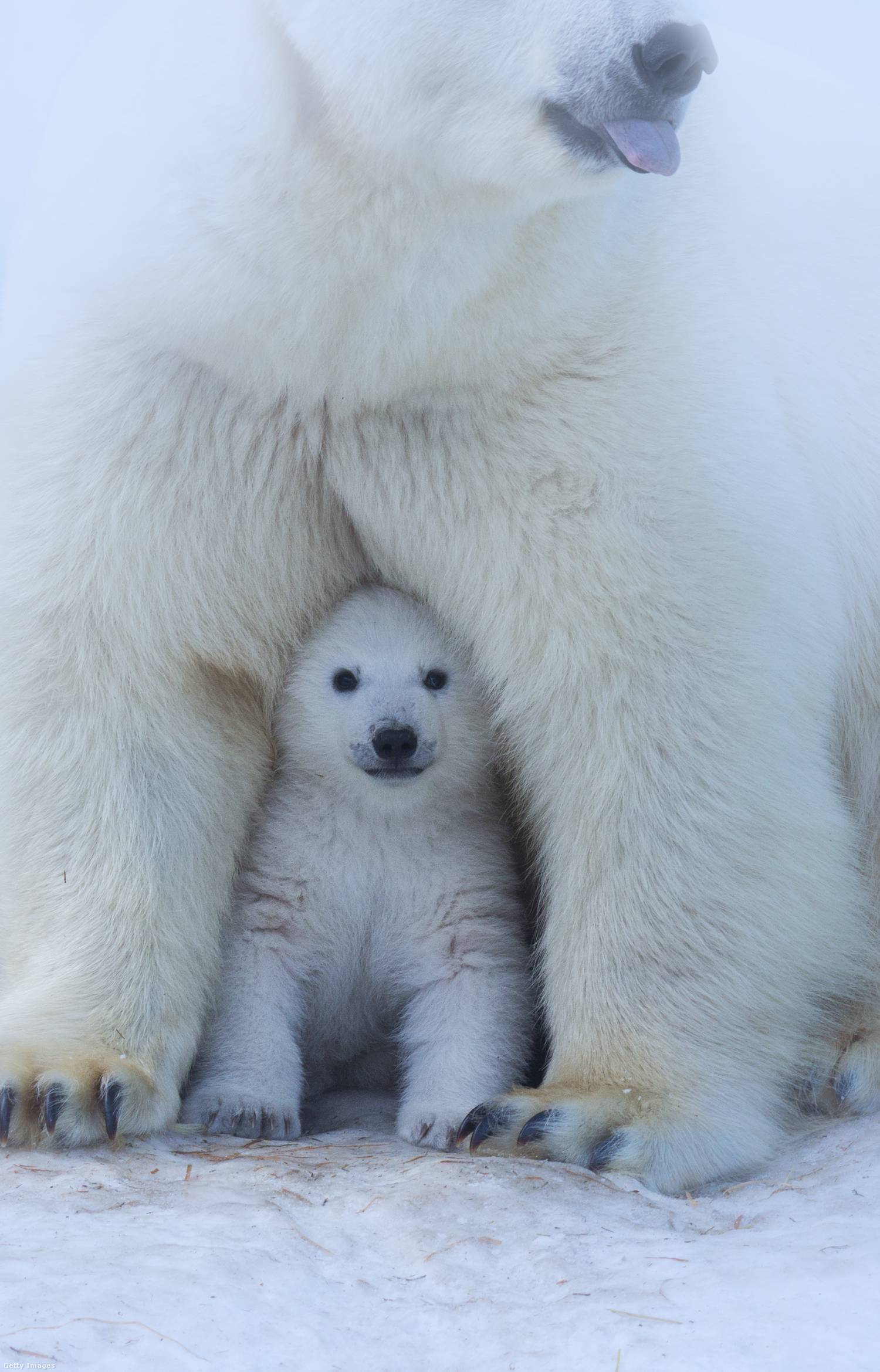 A nőstény jegesmedvék általában egyszerre lét bocs anyjává válnak az ellés után, akik két éven át mindenhová követik édesanyjukat.