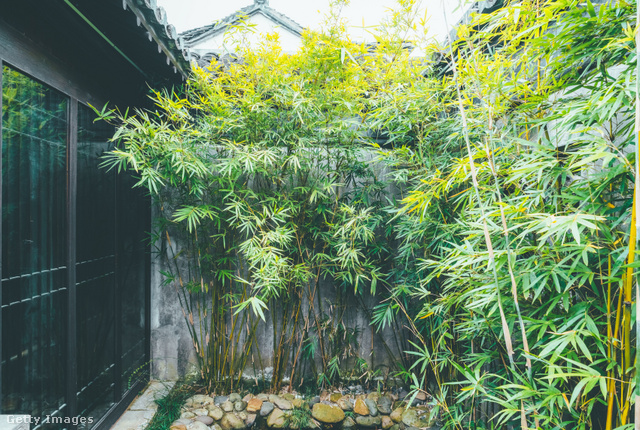 A bambusz szerteágazó gyökérzetet növeszt