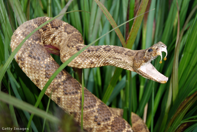 Veszélyes állatok, köztük mérges kígyók érkezhetnek Európába is