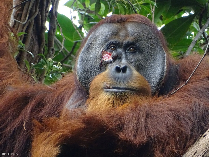 Egy Rakus nevű hím szumátrai orangután a jobb szeme alatti arcon lévő sebbel látható a Suaq Balimbing kutatóhelyen egy védett esőerdei területen Indonéziában két nappal azelőtt, hogy az orangután gyógynövénnyel önkezelést végzett a sebre ezen a 2022. június 23-án készült képen