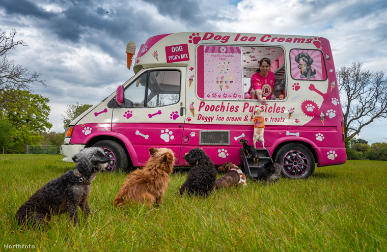 Sorban állnak a kutyák annál a fagylaltos furgonnál, amelyet egy korábbi stewardess nyitott nemrég