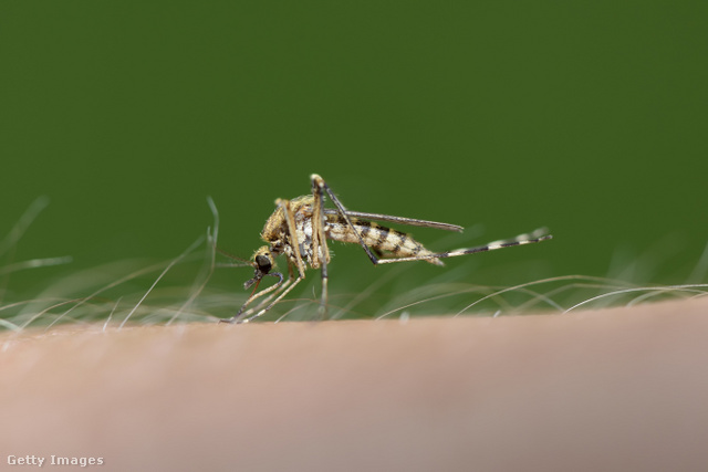 A szúnyogok terjesztette egzotikus betegség miatt már hazánkban is óvintézkedéseket vezetnek be