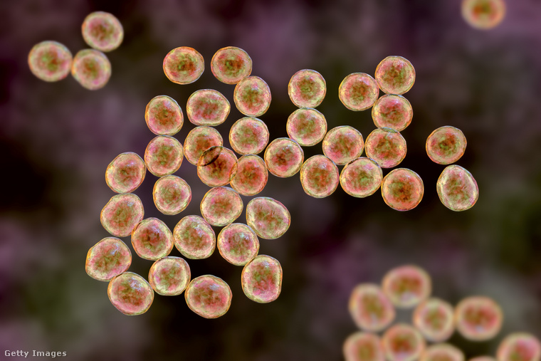 Baktériumok. (Fotó: Kateryna Kon/science Photo Libra / Getty Images Hungary)