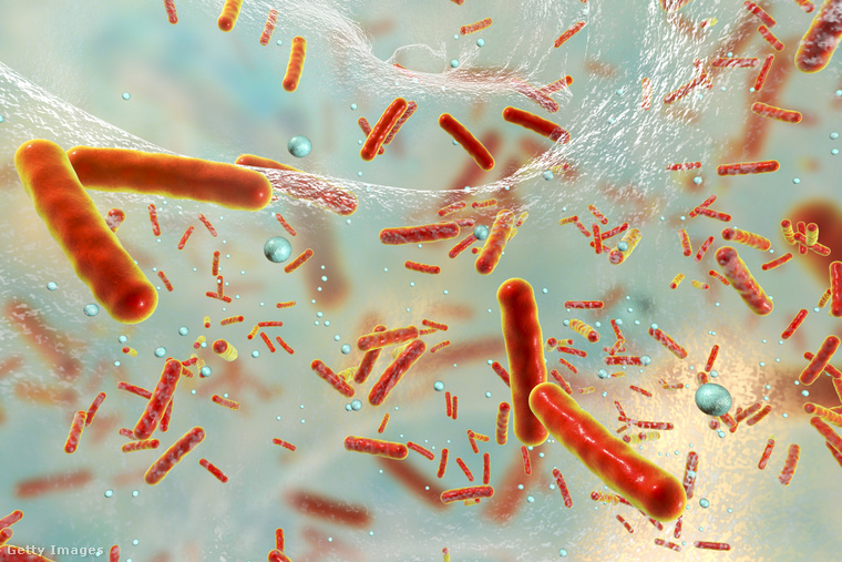 Rezisztens baktériumtörzs. (Fotó: Dr_Microbe / Getty Images Hungary)