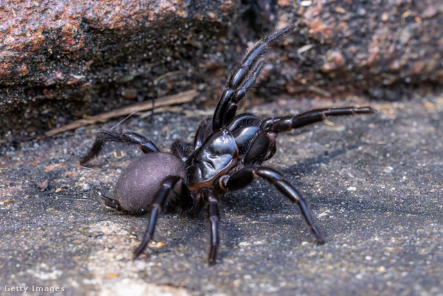 A sydney-i tölcsérhálós pók a világ legmérgesebb pókfaja