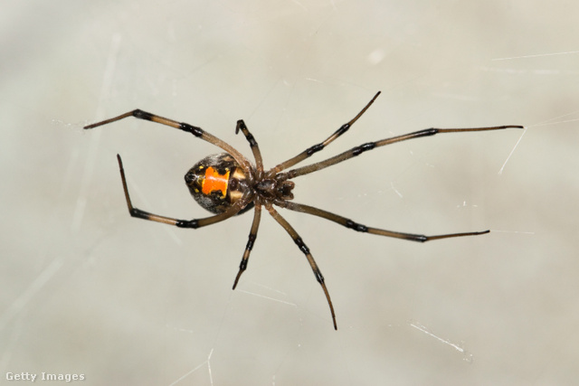 A barna özvegy sem tartozik az ártalmatlan pókok közé