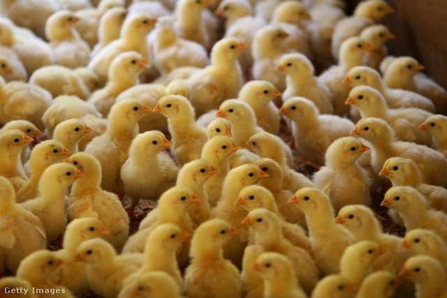 Az EU-ban már nem engedélyezik a csirkék hormonokkal való injekciózását