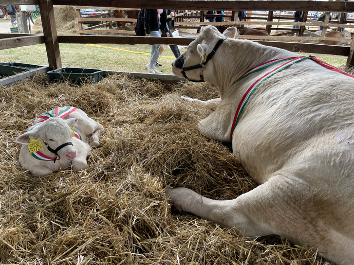 Charolais tehén borjával