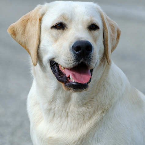 Érdemes a háziállataikra is biztosítást kötni?