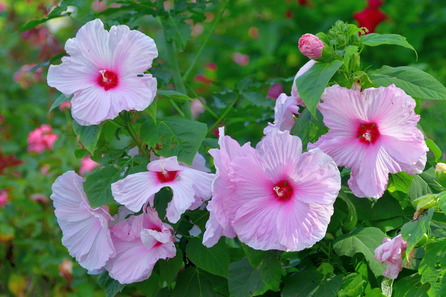 A mocsári hibiszkusz (Hibiscus moscheutos) egy gyorsan növő mályvaféle, ami már az első évben virágot hoz. Igaz, virágai csupán egy-egy napig nyílnak, de folyamatosan újak nőnek, így biztosítva a gyönyörű látványt egész nyáron.