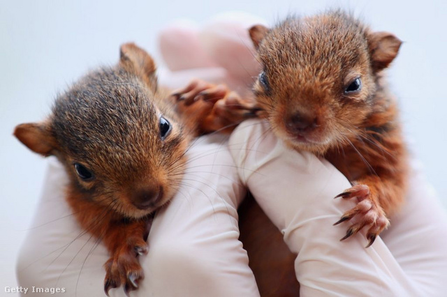 Kapcsolat lehetett a mókusok és a veszélyes betegség terjedése között