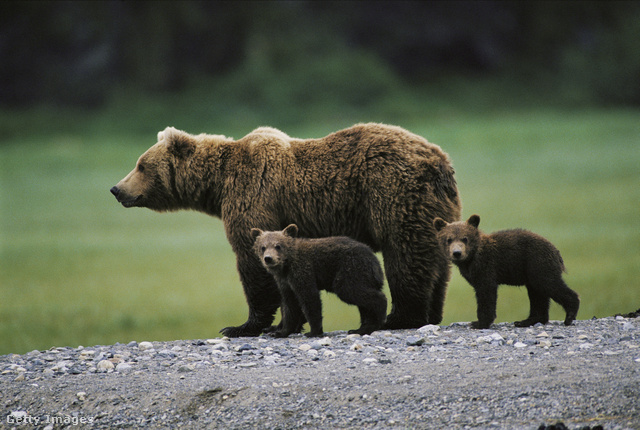 A párzási időszakban a legaktívabbak a barnamedvék