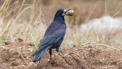 Varjú – Zseni a madarak között