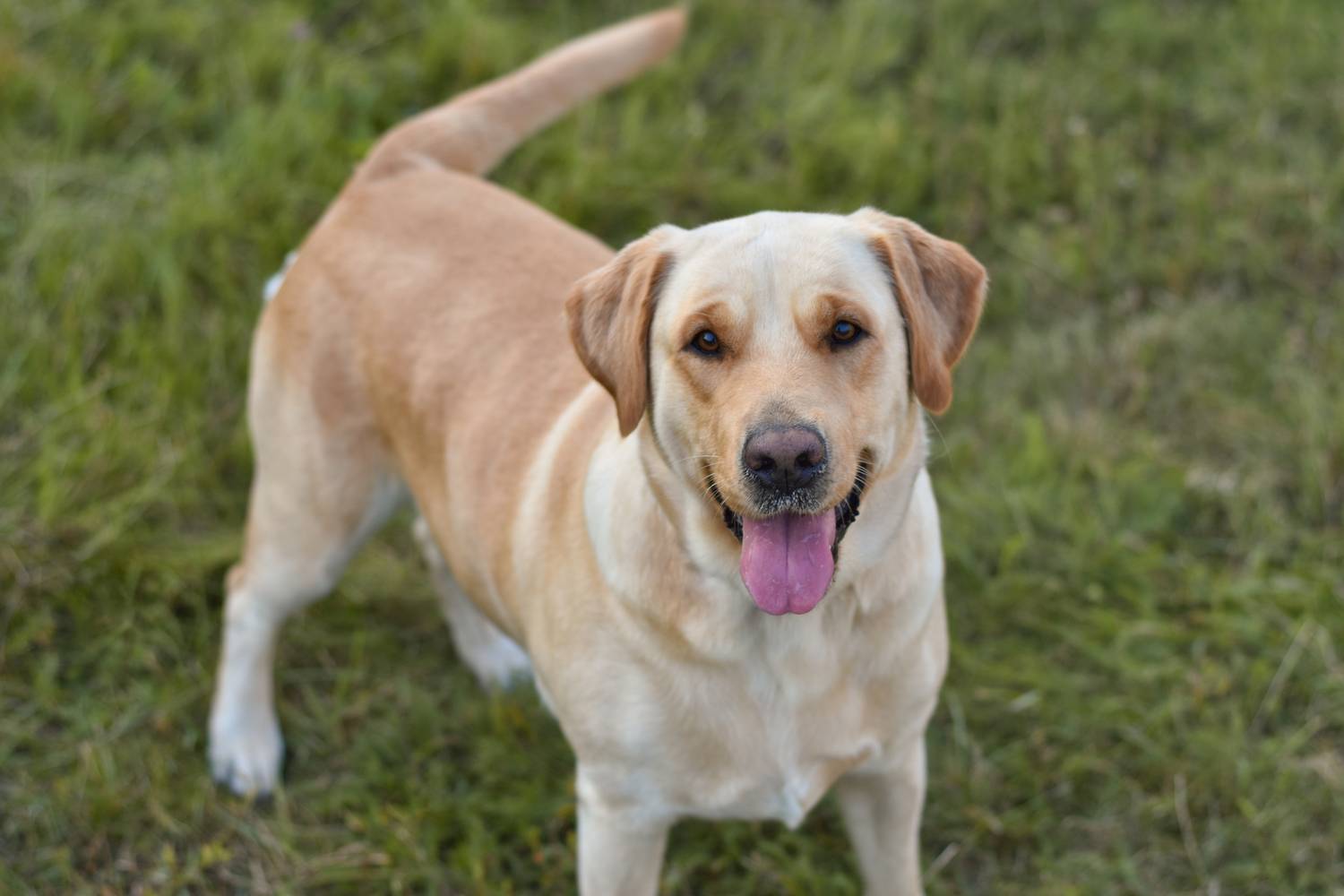 A labradorok gyakran veszítik el karcsú vonalaikat, pedig napi két-háromszori nagy sétával és jó táplálással sokat tehet a gazda az egészségükért. Ha kedveled a labradorokat, a fajtamentés segíthet az ideális társ megtalálásában.