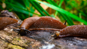 Egy fonálféreg, amely bekebelezi a meztelencsigákat