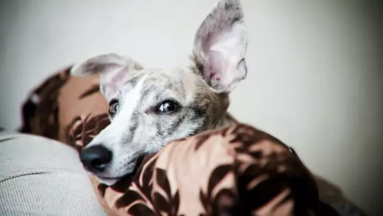 Árulkodó fülek: ezt mondja a kutya, ha hátrahúzza