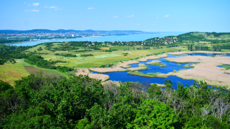 Apró tengerszem a&nbsp;Balatonnál