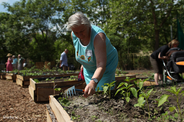 Legtöbbször a közösségi kertek is ideiglenesen hasznosított ingatlanokon működnek