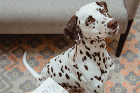 Two Budapest spots named among The World's Best Pet-Friendly Hotels