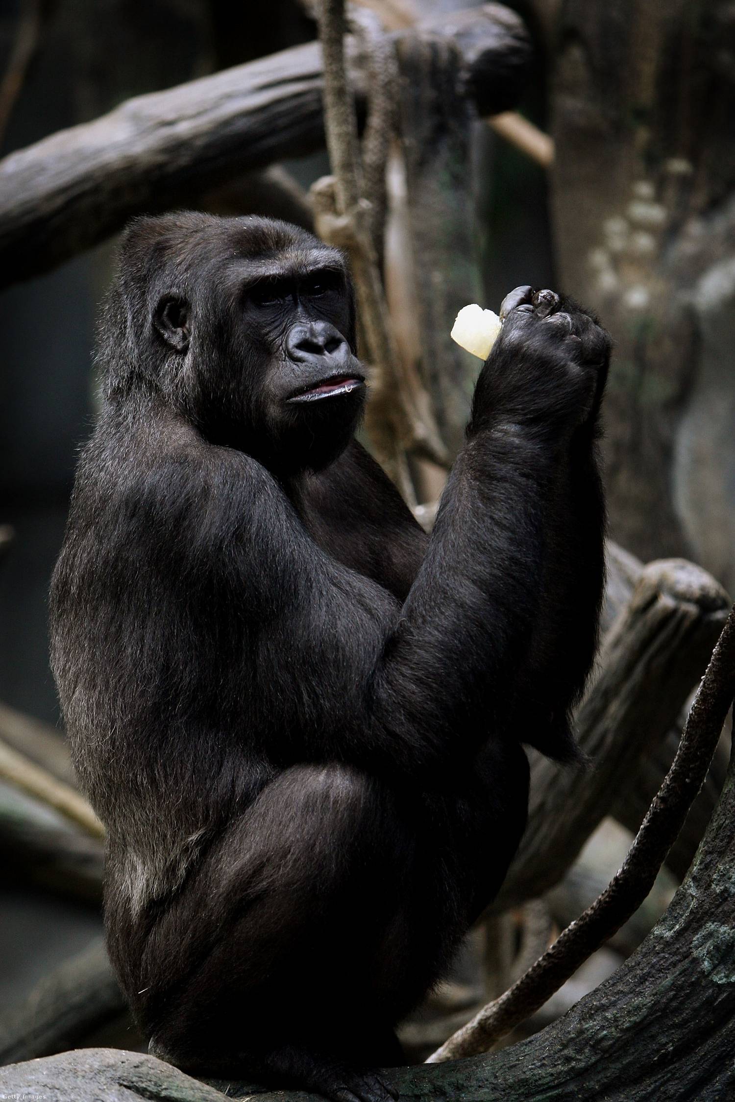 1996-ban a chicagói állatkertben egy hároméves kisfiú 18 méter mélyre zuhant egy gorillakifutóba. A sérült kisfiút Binti Jua, egy nőstény nyugati síkvidéki gorilla védte a többi gorillától, akik hírhedten területvédők. Átölelte a kisfiút, és elvitte a kifutó bejáratáig, ahol az állatkert alkalmazottai és az orvosi személyzet már várt rá.