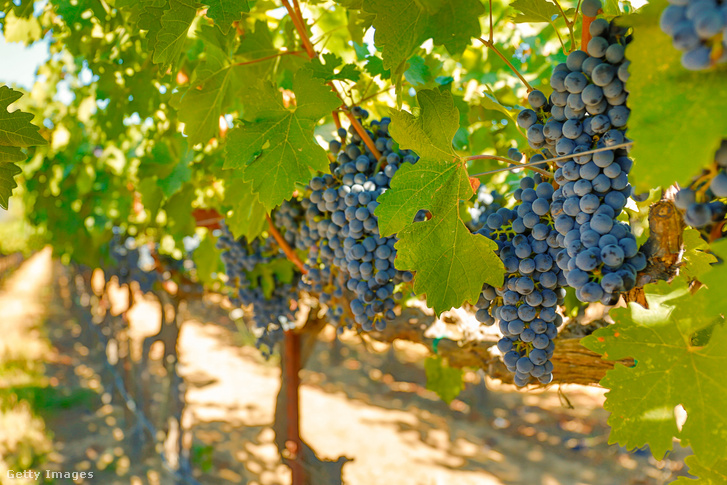 Áldásos hatású antioxidáns a kék szőlők héjában keletkező kvercetin, lassítja viszont a vörösbor alkoholtartalmának lebontását. A minőségi szőlőkben és vörösborokban, például a kaliforniai napfényes Napa-völgy világhírű vörösboraiban akár ötször annyi kvercetin is lehet, mint más tájegységekben