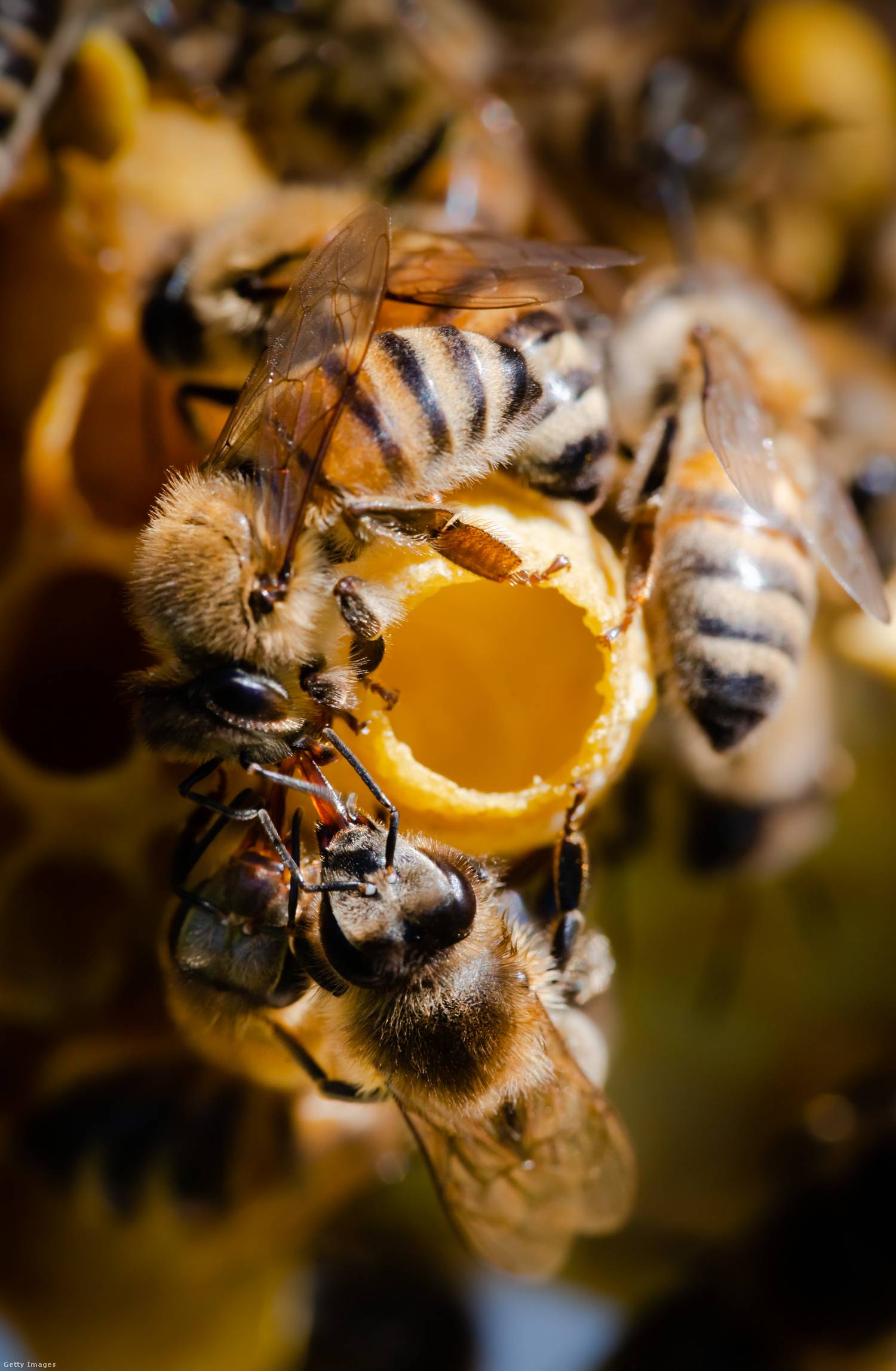 Méhpempő hatása 1