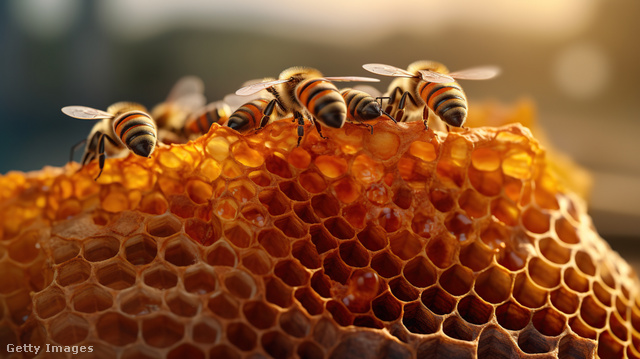 A méhész is átviheti a fertőzést az egyik családról a másikra, ezért is veszélyes lehet annak megjelenése