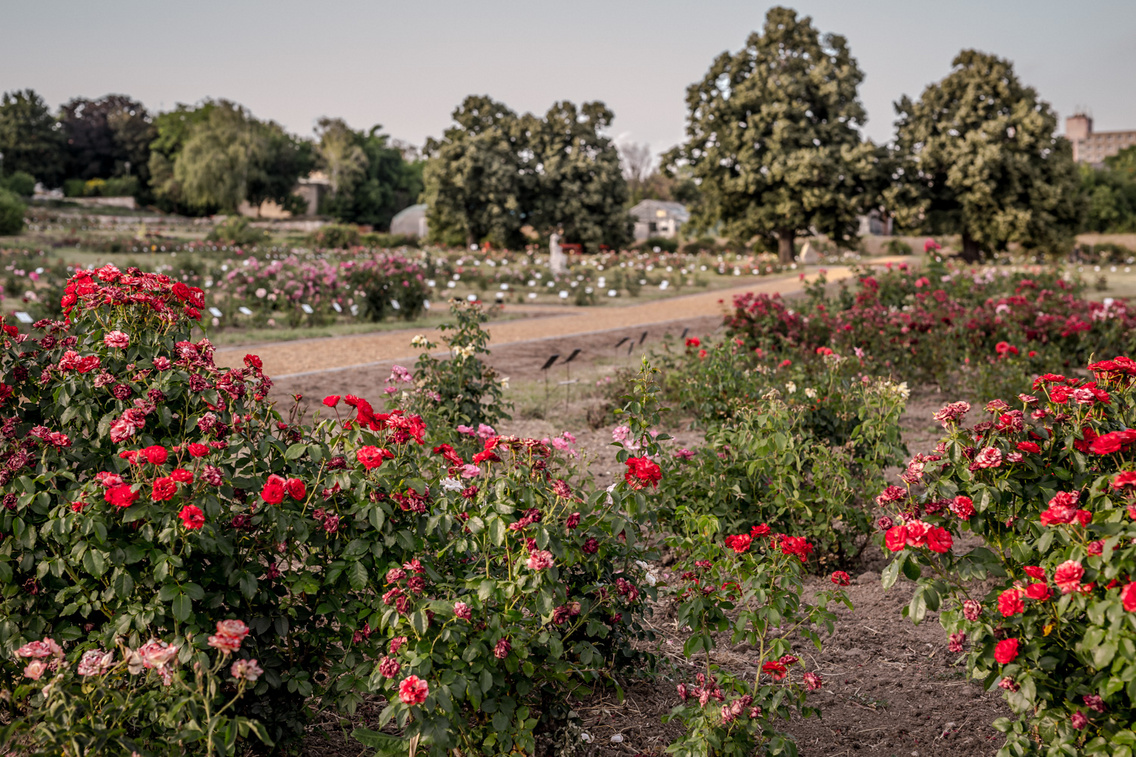 The Rose Garden in 2017