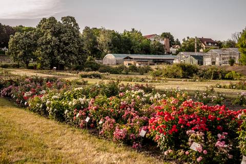7 parks and gardens to admire blooming roses in Budapest