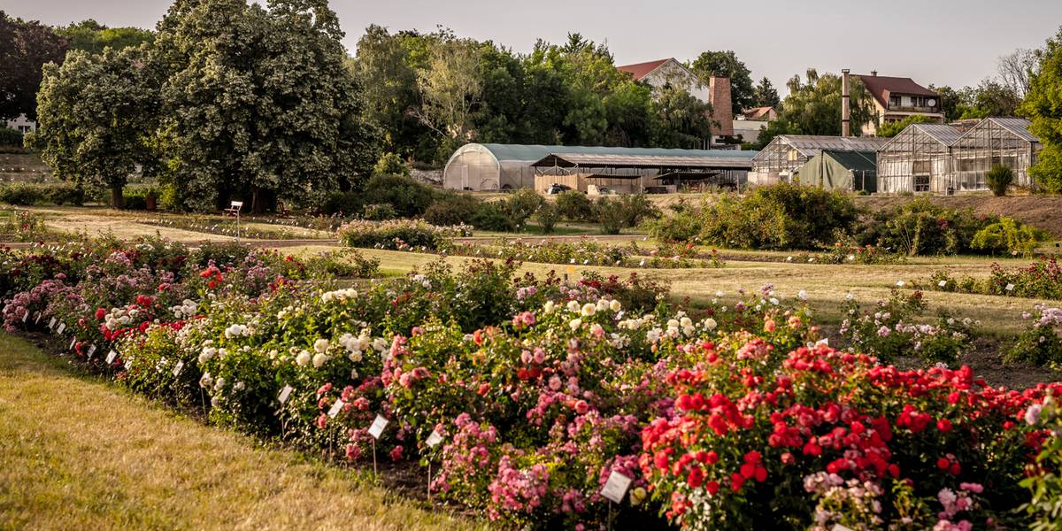 7 parks and gardens to admire blooming roses in Budapest