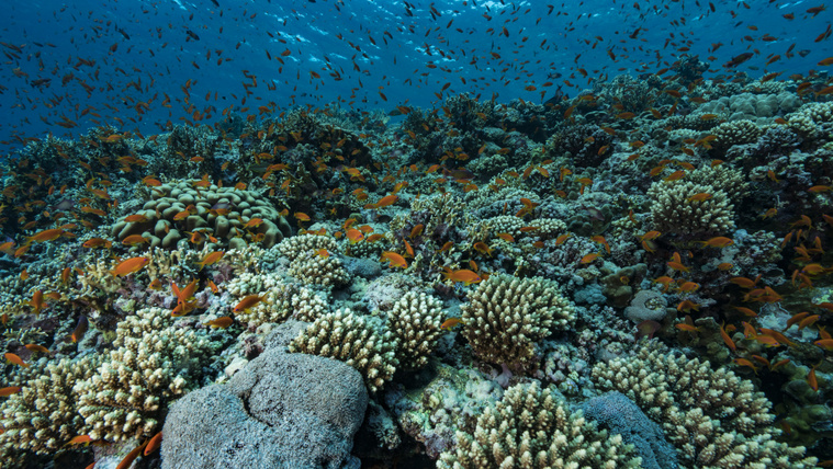 Teliholdkor hatalmas szaporodási bulit rendeznek a korallok