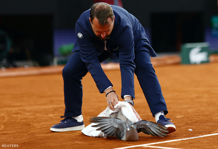 Damien Dumusois elkapja a pályán lévő galambot 2024. június 1-jén Párizsban a Roland Garroson