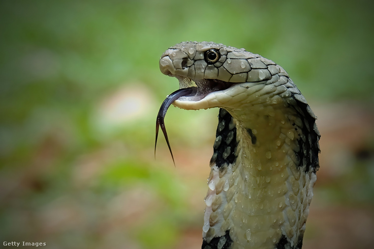 Kobra. (Fotó: Riadi Pracipta / 500px / Getty Images Hungary)