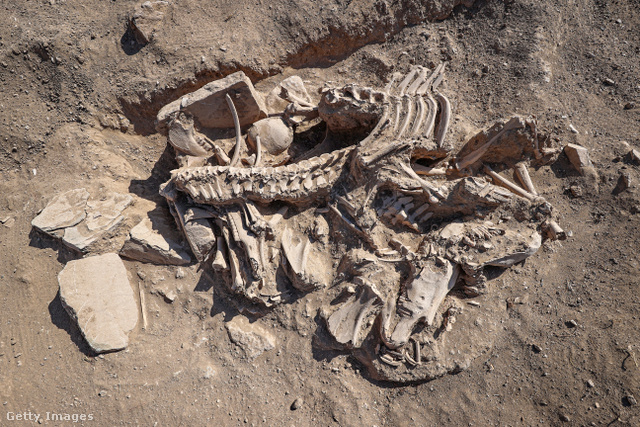 Az előkelő nomádok halomsírjában még lovat is találtak, ami feltehetően a halott tulajdona volt