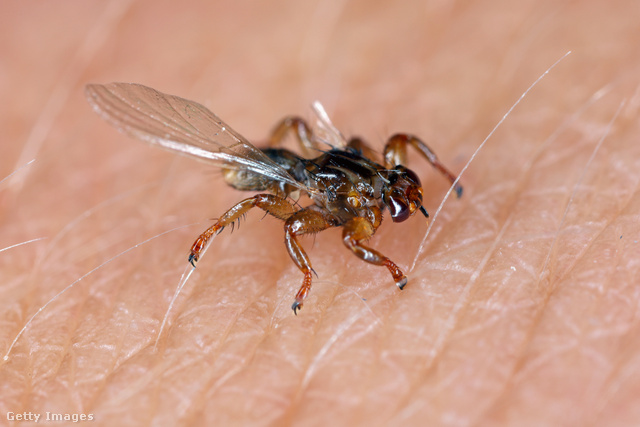 A kullancslégynek nevezett rovarnak nem csak kellemetlen, veszélyes is lehet a csípése