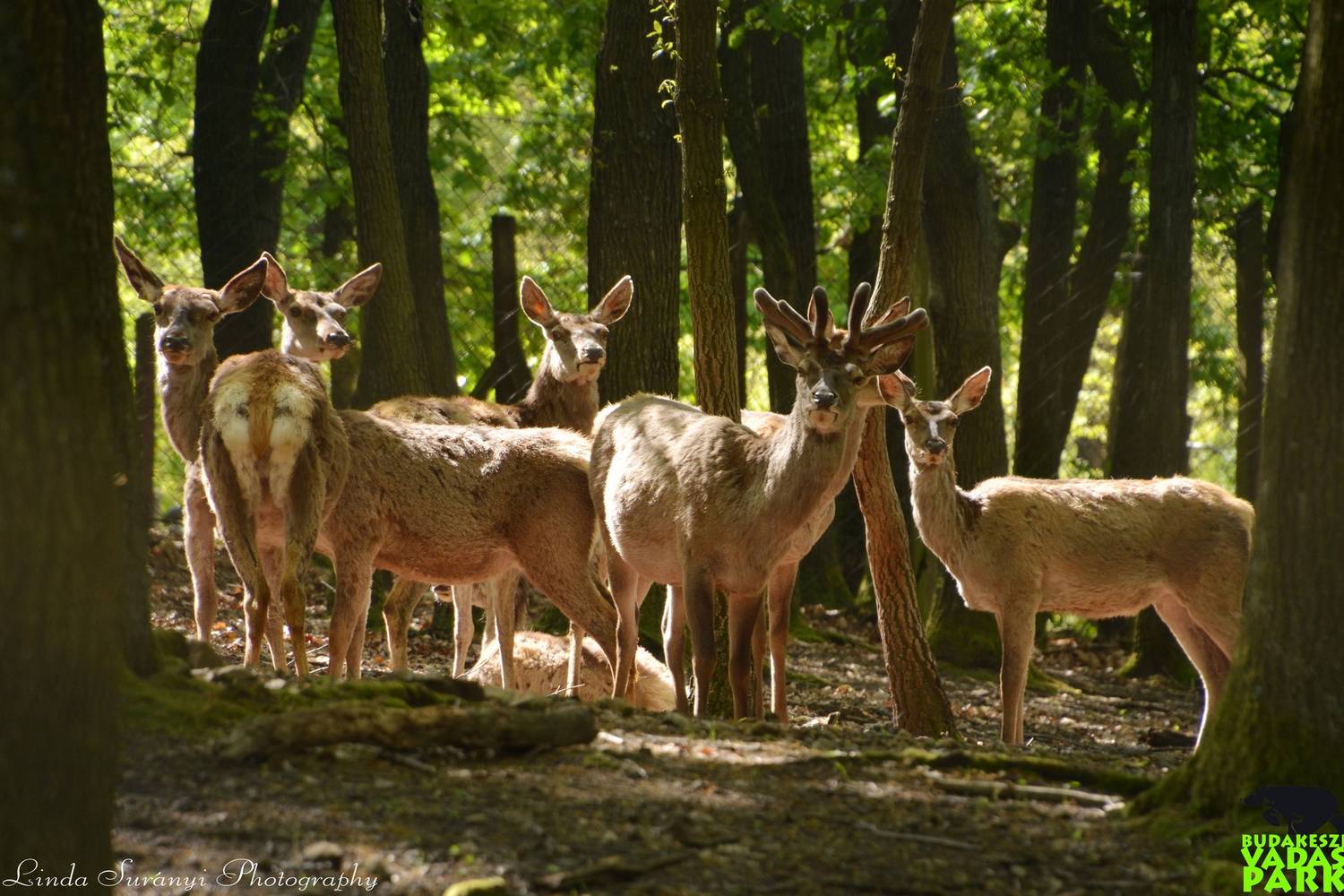 A Budakeszi Vadaspark árnyas fái alatt sok-sok Magyarországon élő és európai vadfajt nézhettek meg, illetve rengeteg háziállattal is ismerkedhettek.