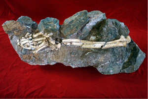 Australopithecus left forearm foot