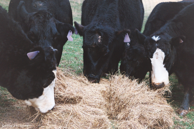 Fertőzött tehén tejét nem használják tejtermékek készítésénél