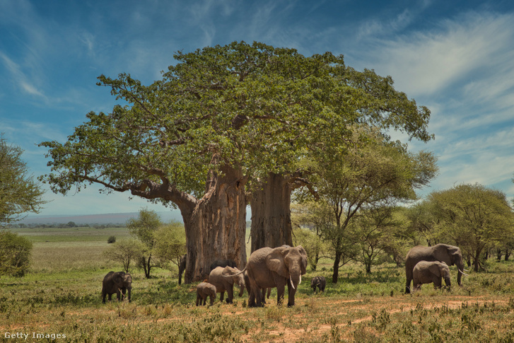 Az elefántoknak köszönhetően terjedt el gyorsan az új faj Afrikában